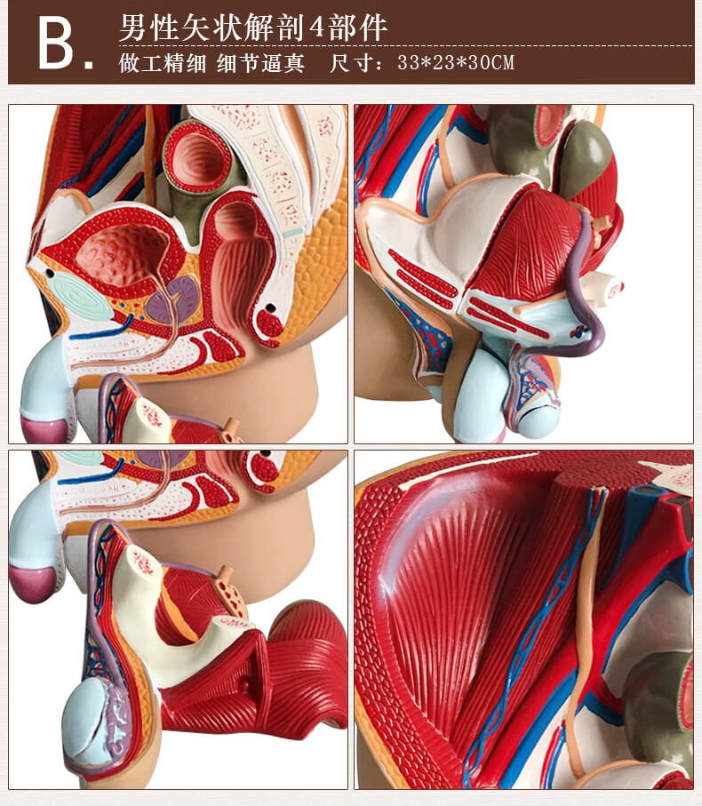 男女两性泌尿生殖系统解剖模型(男女两性泌尿生殖系统解剖模型图片)-第1张图片-鲸幼网