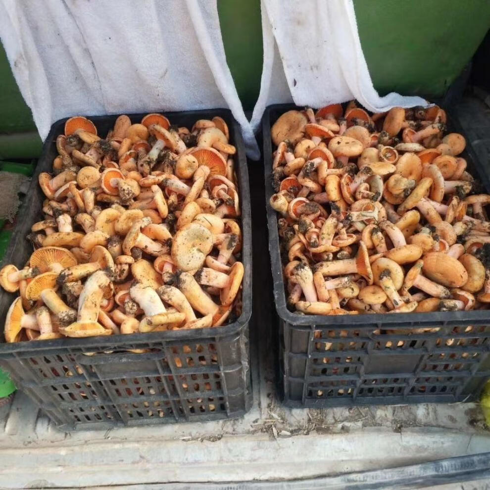 野生松树菌寒菌枞菌松乳菇干货野生菌食用菌干品谷熟菌铜绿菌 松树菌