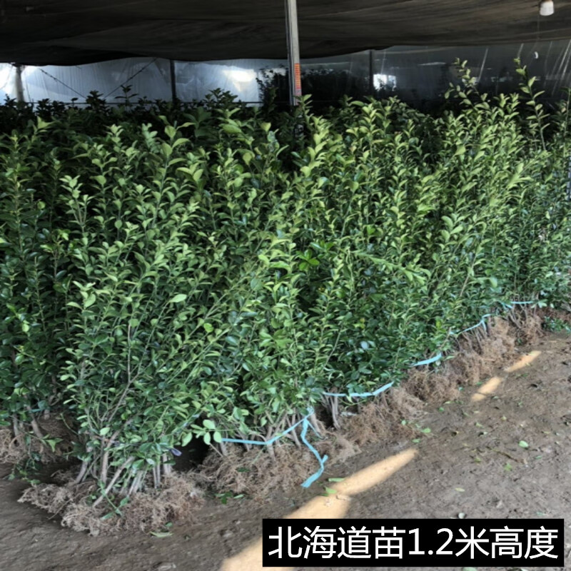 四季常青法国冬青苗大叶黄杨苗小叶瓜子庭院围墙篱笆北海道树苗40厘米