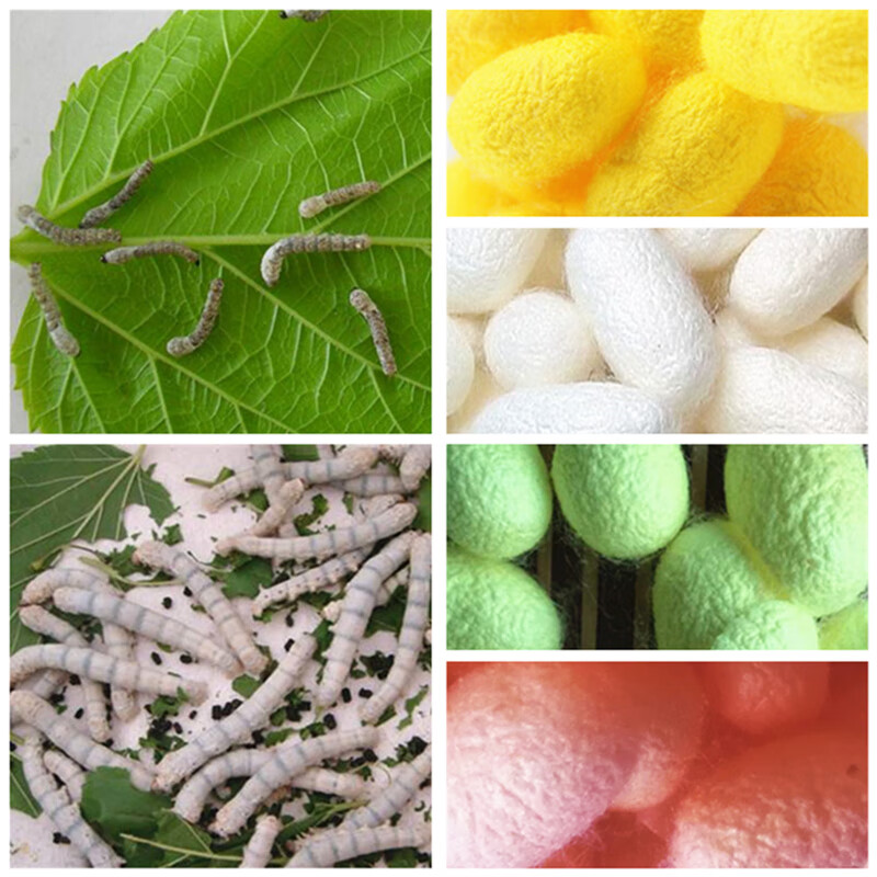 天然彩茧蚕学生养蚕桑叶科普观察饲养箱套装蚕卵小蚕彩色茧彩丝蚕金丝