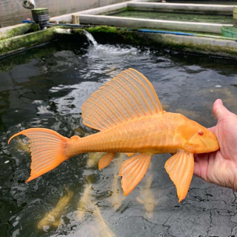 【京東】女王清道夫異型女王大帆魚豹紋吃垃圾魚工具魚吃青苔吃水藻