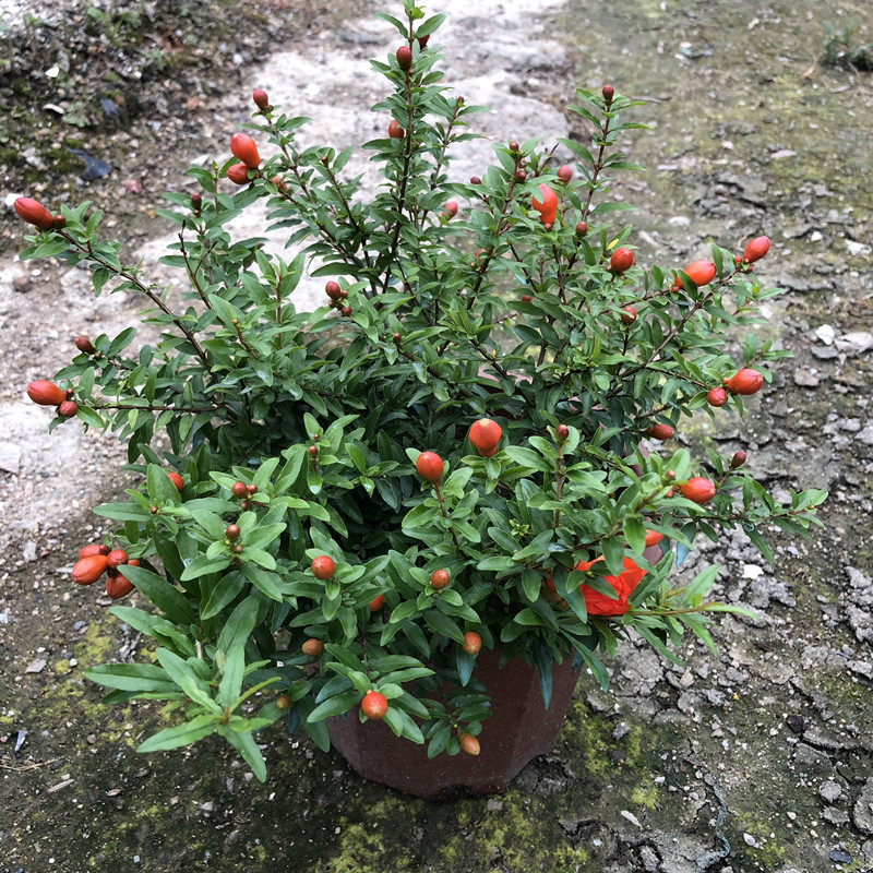 潮汕紅花仙草抹草春草吉祥草陽臺盆栽喜慶吉祥植物石榴花2025cm不含盆