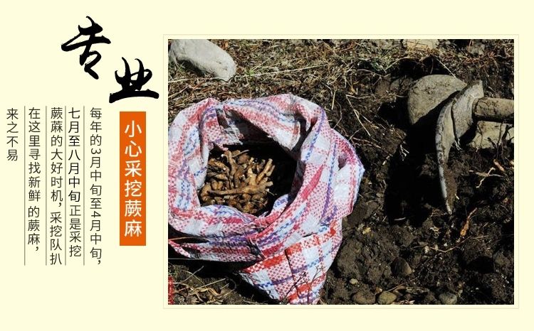 食补蕨麻 人生果 养生滋补品 食补佳品 蕨麻的功效!