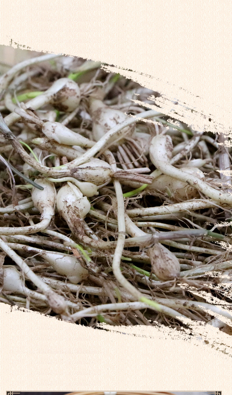 (小根蒜/大脑蹦)东北小根蒜大脑瓜新鲜小山蒜大脑蹦现挖现发 2000g