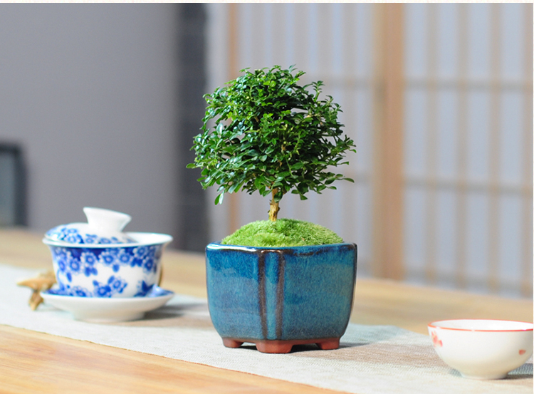 达摩小叶九里香苔藓花卉盆栽微型盆景迷你四季常青办公室桌面蓝釉a款