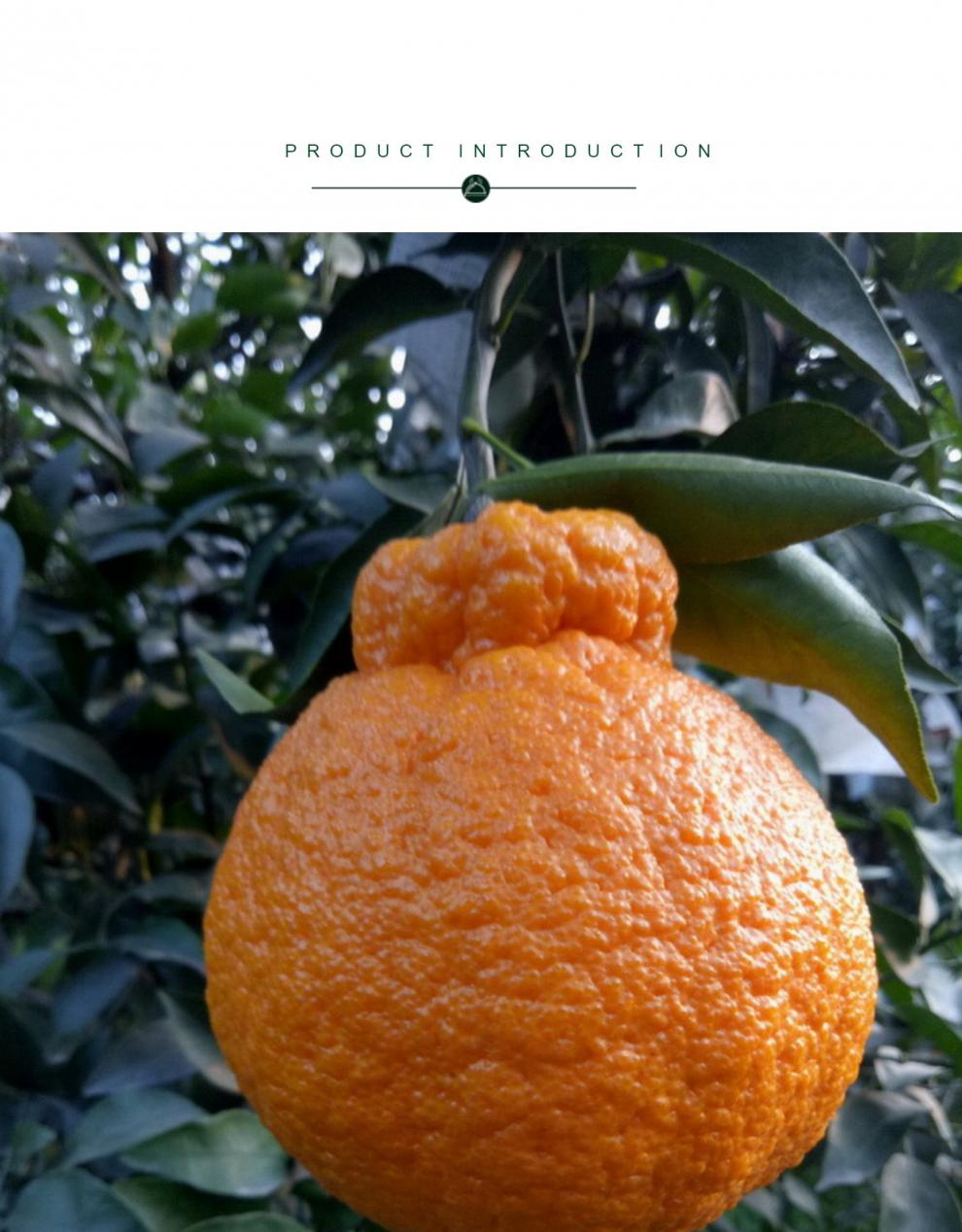 现摘不知火丑橘大果丑八怪应季 大果 净果三斤