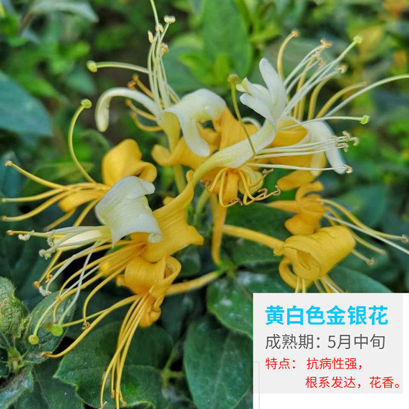 【精品绿植】四季金银花树苗盆栽食用爬藤植物花卉庭院耐寒老桩植物