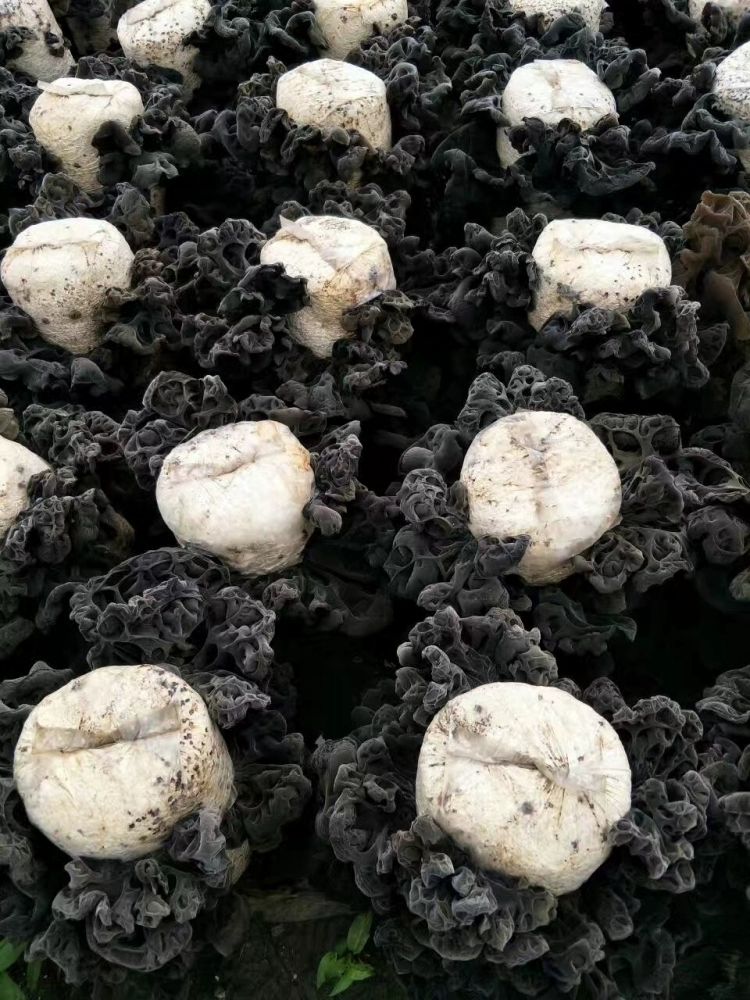 段木黑木耳菌种椴木香菇椴木黑木耳菌种种在木头上的菌种三级原种种植