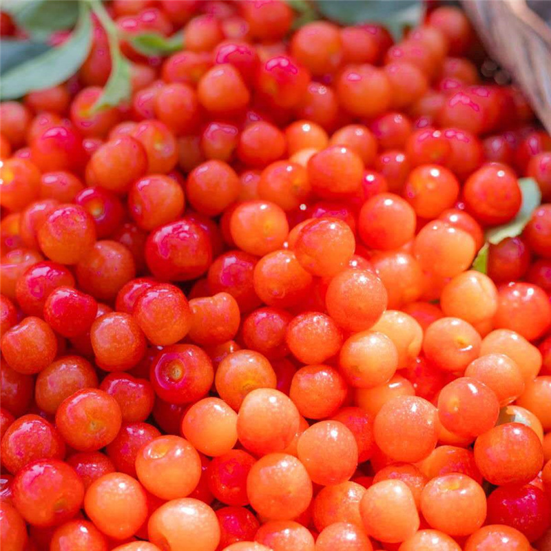 水果 车厘子/樱桃 采缇(caiti) 贵州小樱桃水果新鲜毕节国产本地土