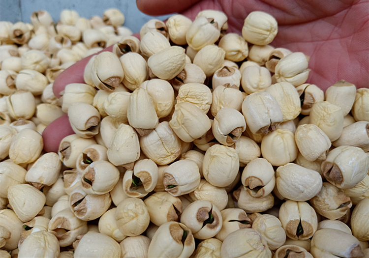 颜色微黄,表面有褶皱,(煮熟后饱满胀大)易煮熟,易糯,有股莲子的清香