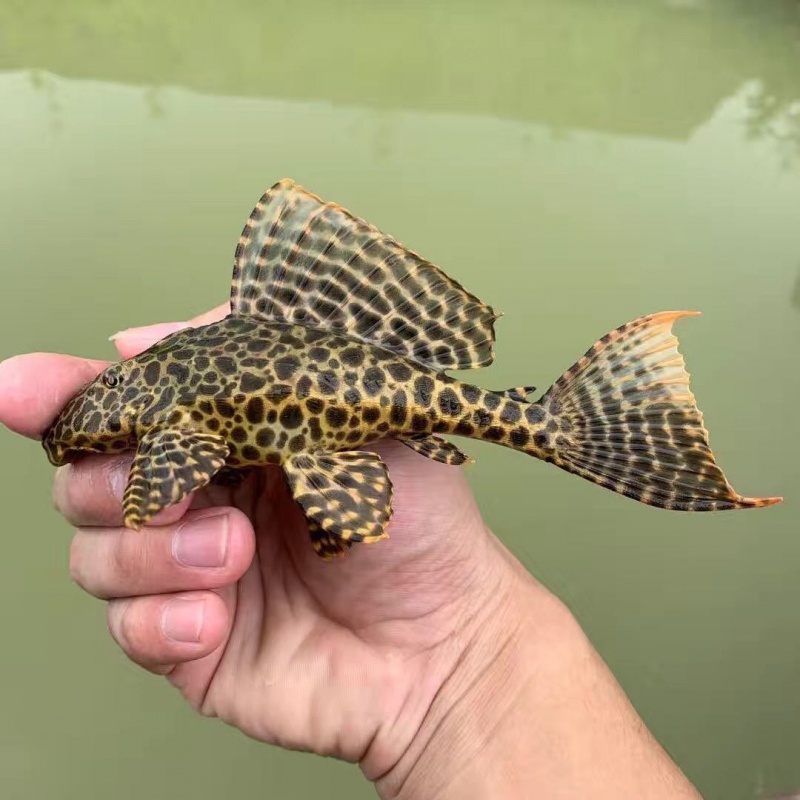 【京東】女王清道夫異型女王大帆魚豹紋吃垃圾魚工具魚吃青苔吃水藻