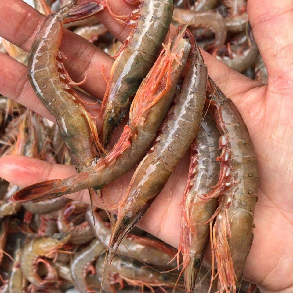 东海海虾海鲜水产鲜活虾新鲜滑皮虾条虾当天现捕 青壳中大滑皮虾70-80