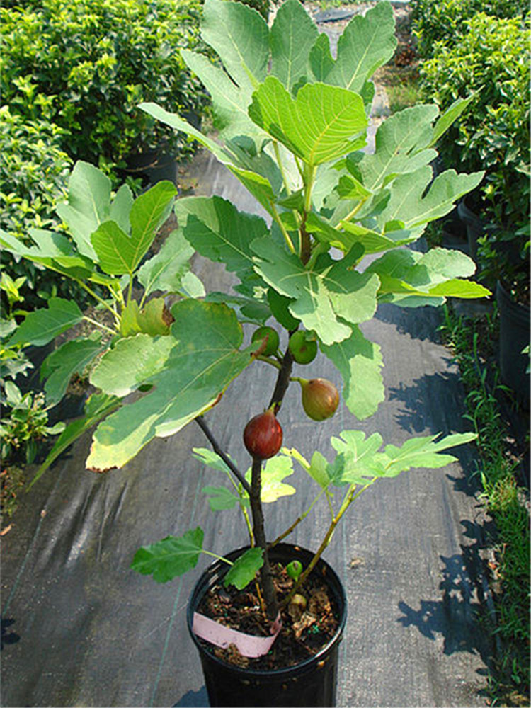 無花果樹果苗盆栽帶土當年結果新品種特大波姬紅無花果苗樹苗盆景盆栽