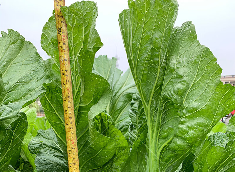 芥菜種籽本地土芥菜種子肉厚大葉高產青菜可醃製酸菜芥菜蔬菜種孑大肉