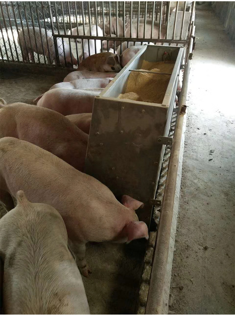 猪料槽保育猪不锈钢食槽喂大猪单双面槽育肥猪食槽自动下料器设备06米