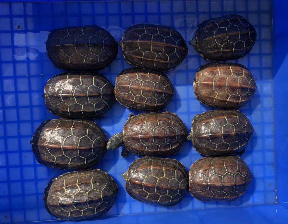 情侣金线龟 乌龟活物吃菜放生大小乌龟活体 8—10厘米 普通杂色草龟