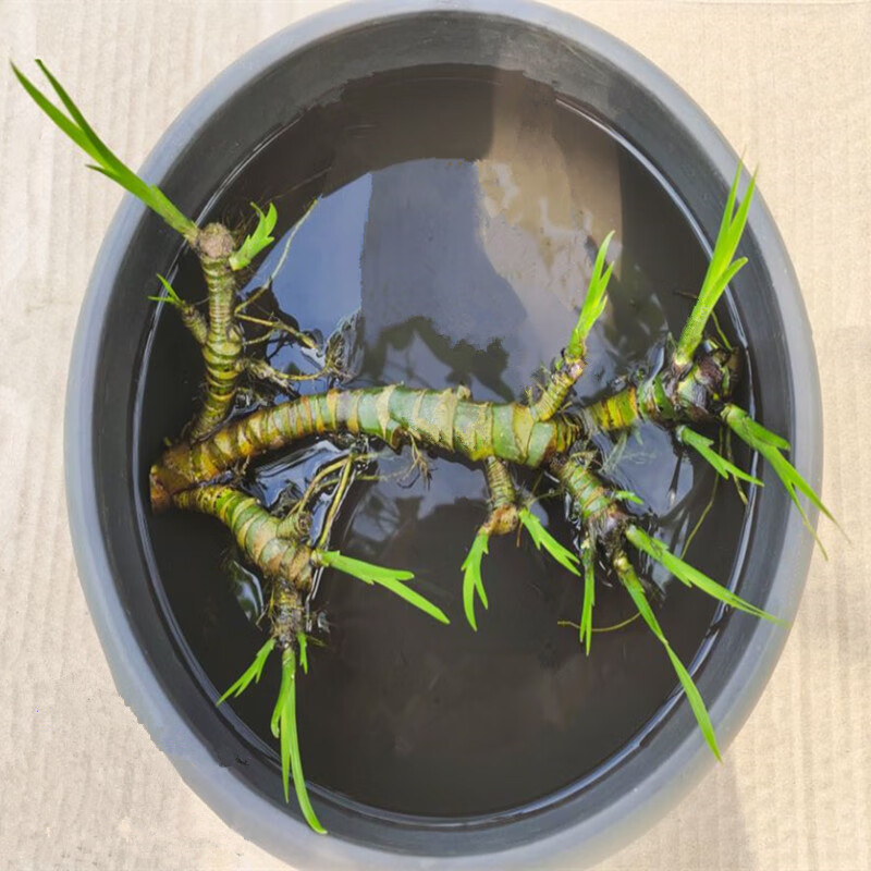 石菖蒲水草菖蒲水培植物花卉盆栽水生盆景养龟室内外水陆缸微景观苗四