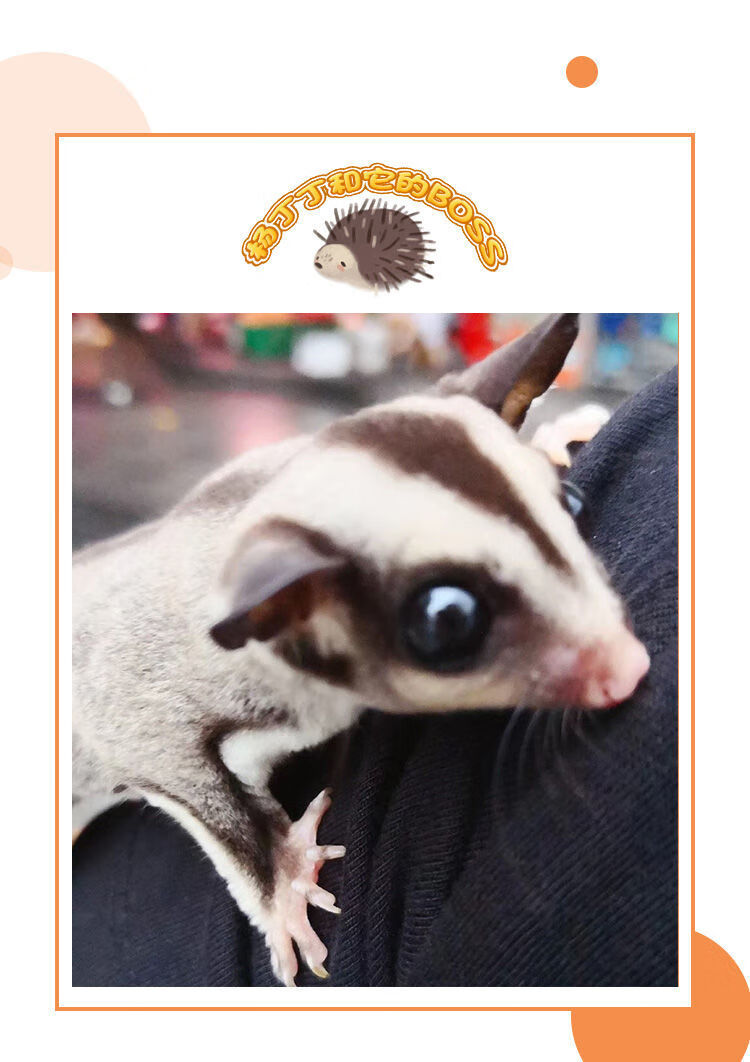 荣郁荣郁网红蜜袋鼯能滑翔的宠物抖音蜜袋鼠幼崽宝宝蜜袋鼬飞鼠迷你口