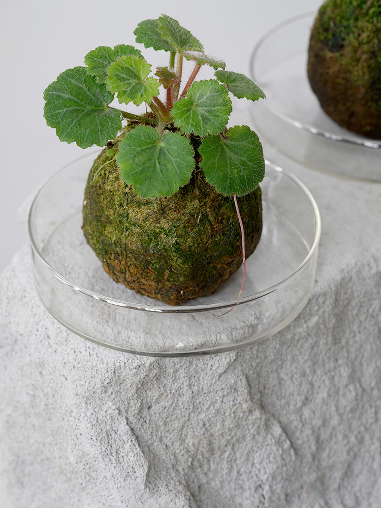 微景观盆景室内桌面绿植盆栽苔藓球水苔球办公室摆件 澳洲杉苔藓球