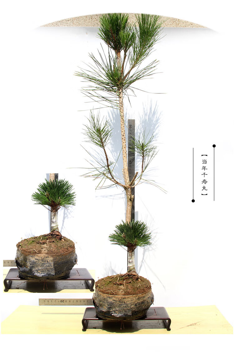 黑松 千寿丸小苗 寿松盆景素材 千寿丸松树大芽嫁接 两年千寿丸 70 含