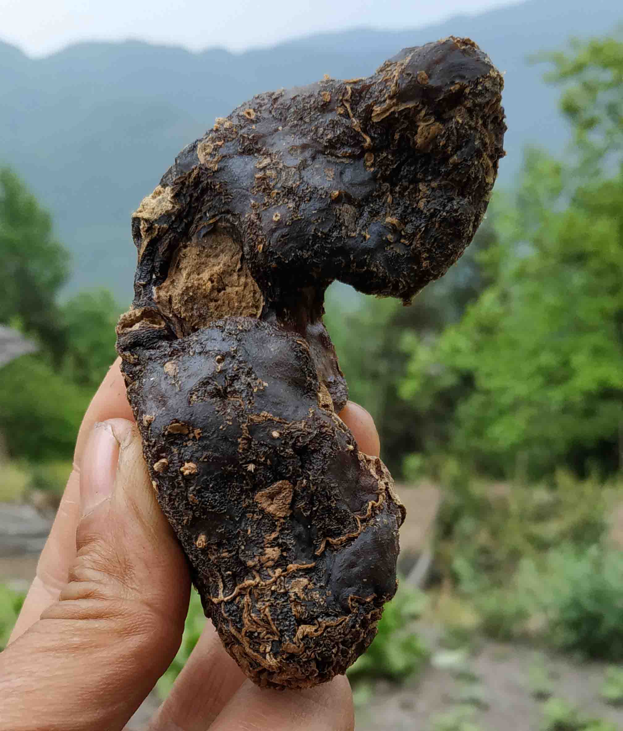 40年野生黄精九制黄精中药材黄精野生 黄精九晒九蒸黄精500克 精500克