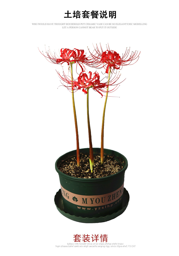 彼岸花种球种子套装曼珠沙华盆栽绿植花卉石蒜花室内外四季种花卉彼岸