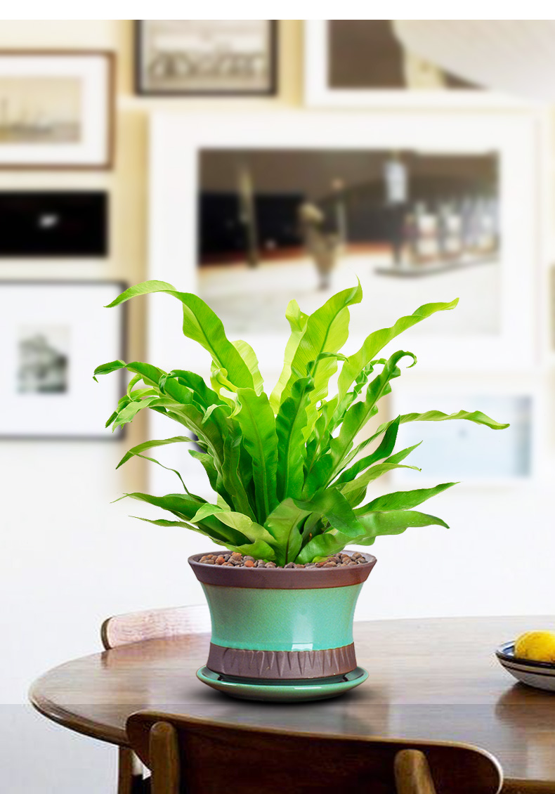 阔叶鸟巢蕨盆栽室内蕨类观叶绿植净化空气除甲醛四季常青好养植物 鸟