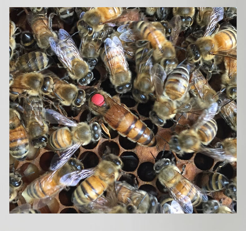 意蜂最好蜜型种蜂王 意蜂最好的蜜型蜂王是什么品种