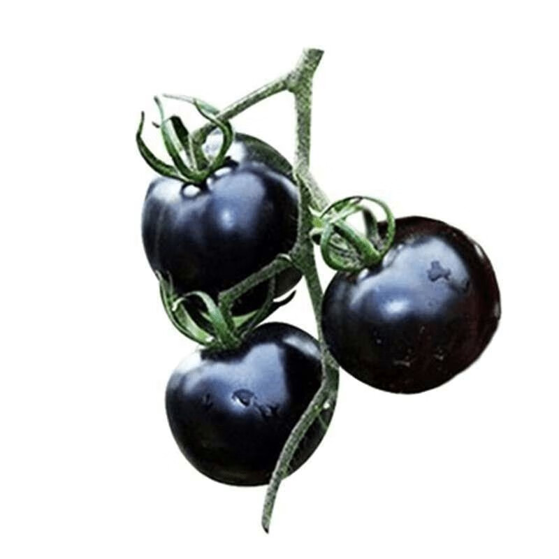 黑珍珠樱桃番茄种子四季阳台盆栽易种植黑宝石番茄水果型蔬菜种子 黑