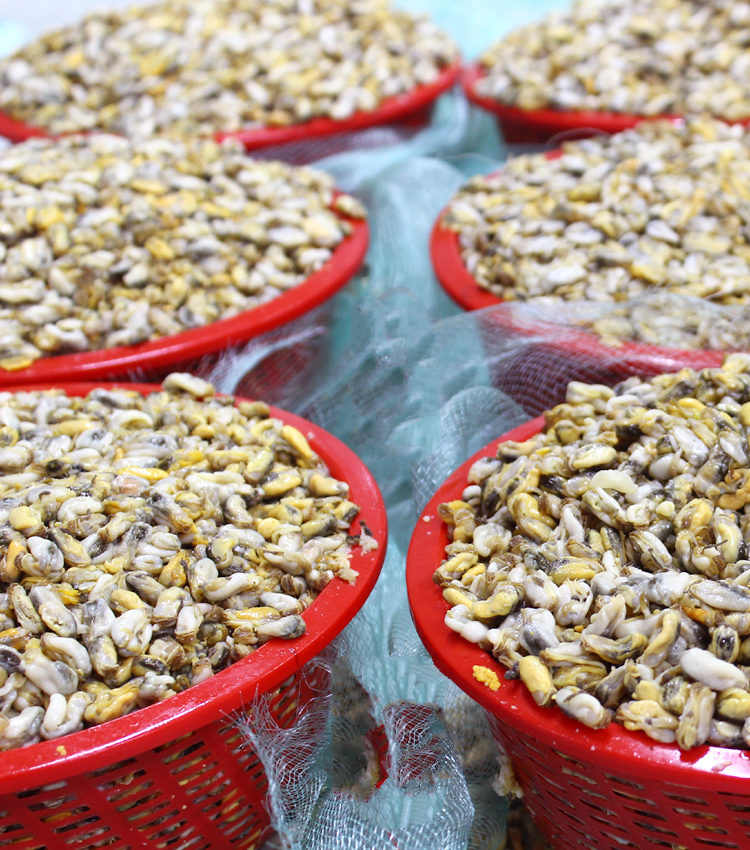 精致潮菜2021鲜货当天潮汕特产海瓜子汕头澄海盐鸿薄壳米一斤一斤