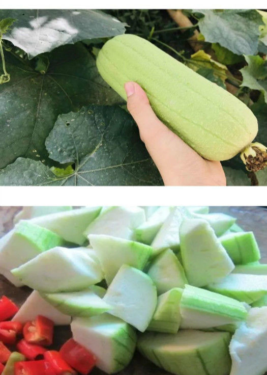 新鲜白玉丝瓜现摘牛奶丝瓜农家白玉肉丝瓜甜丝瓜白丝瓜