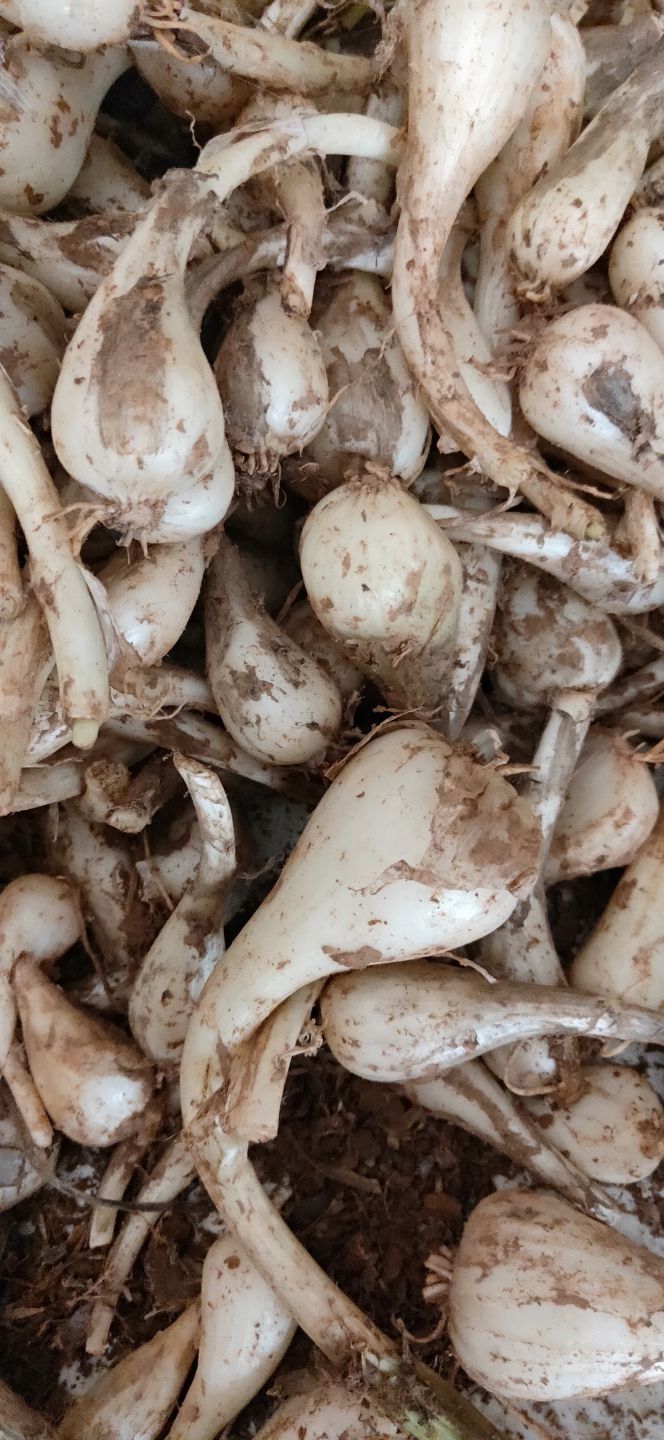 【精选生鲜】当季现挖新鲜藠头时令蔬菜荞头农家自种无叶茭头新鲜藠头