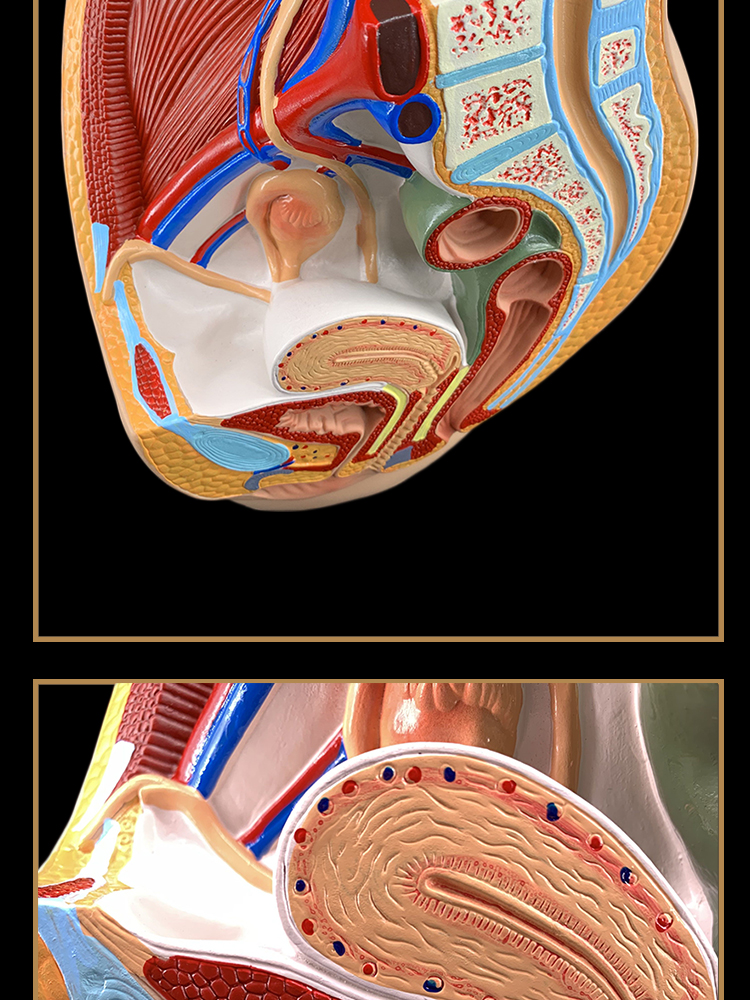 矢狀解剖模型女性生殖器官模型男女性生殖子宮模型一部件男性矢狀解剖