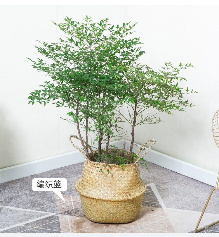 送货到家南天竹老桩盆景植物大型绿植客厅观叶水养树苗好养活竹子小