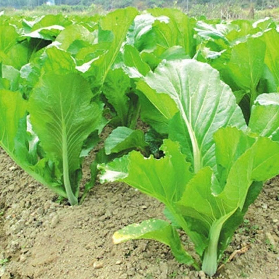 【精选现发】四季甜客家芥菜种子四季甜芥菜蔬菜种子阳台庭院蔬菜籽