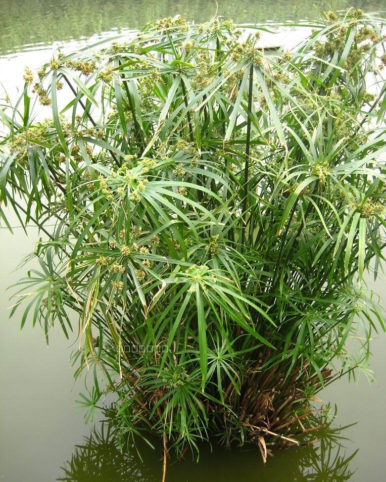 雪沫水生水培植物龟盆栽水棕竹鱼缸水池塘旱伞草风车草苗1216米高4050