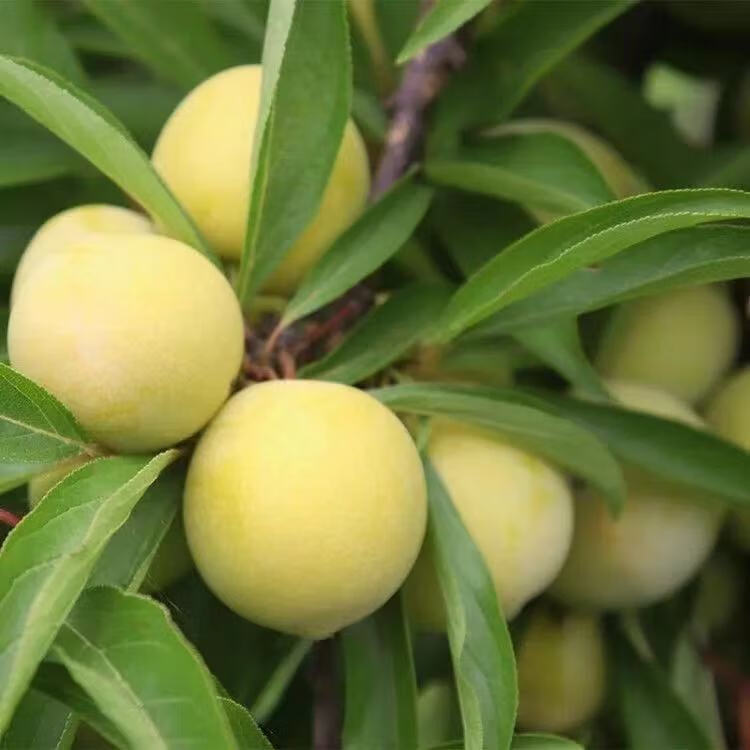 四川泸州赤水河大果李子金凤李子新鲜水果黄光李子孕妇李子3/5斤装