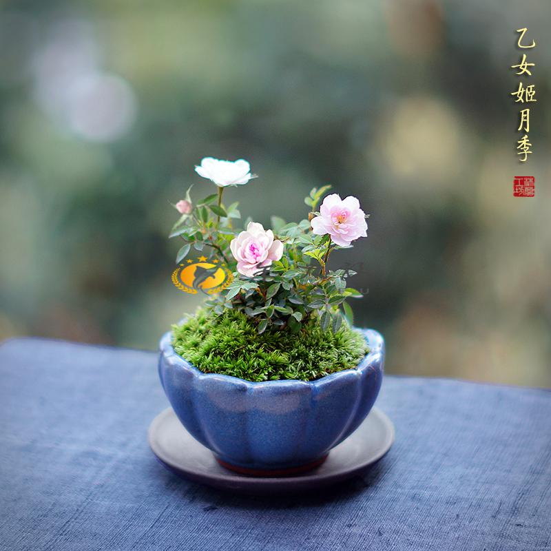 澜墨日本乙女姬月季迷你月季阳台绿植桌面盆栽微型盆栽花卉玫瑰欧月