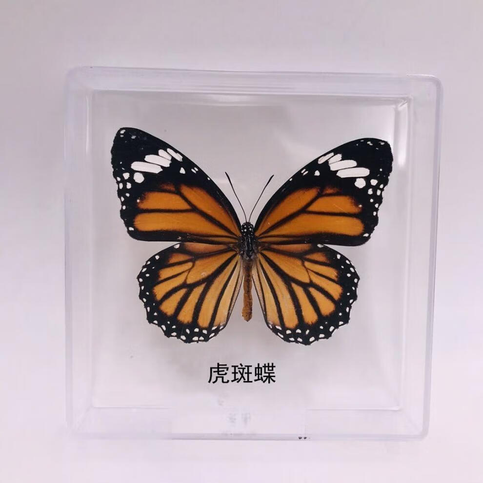 真蝴蝶标本生日礼物幼儿园奖励宝宝礼品桌面摆件拍照摄影道具 木兰青