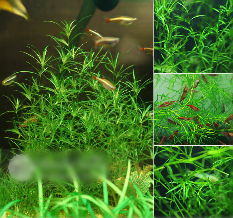 印度小竹节草中后景懒人新手造景虾缸躲避真金鱼藻阴性水草缸活体