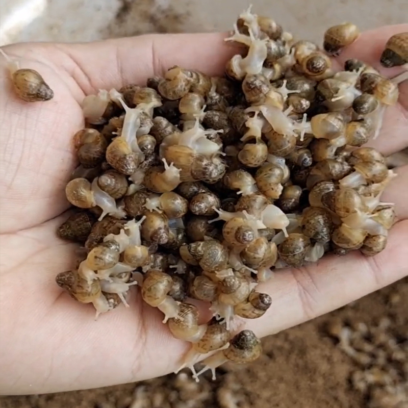 kjhgf白玉蜗牛卵蜗牛蛋可孵化孵化卵孵化蛋有生命的卵食用教学美容