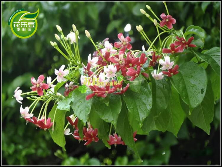 萊芮使君子花苗五彩夜來香水君子庭院陽臺爬藤植物花有香味藤本花卉30