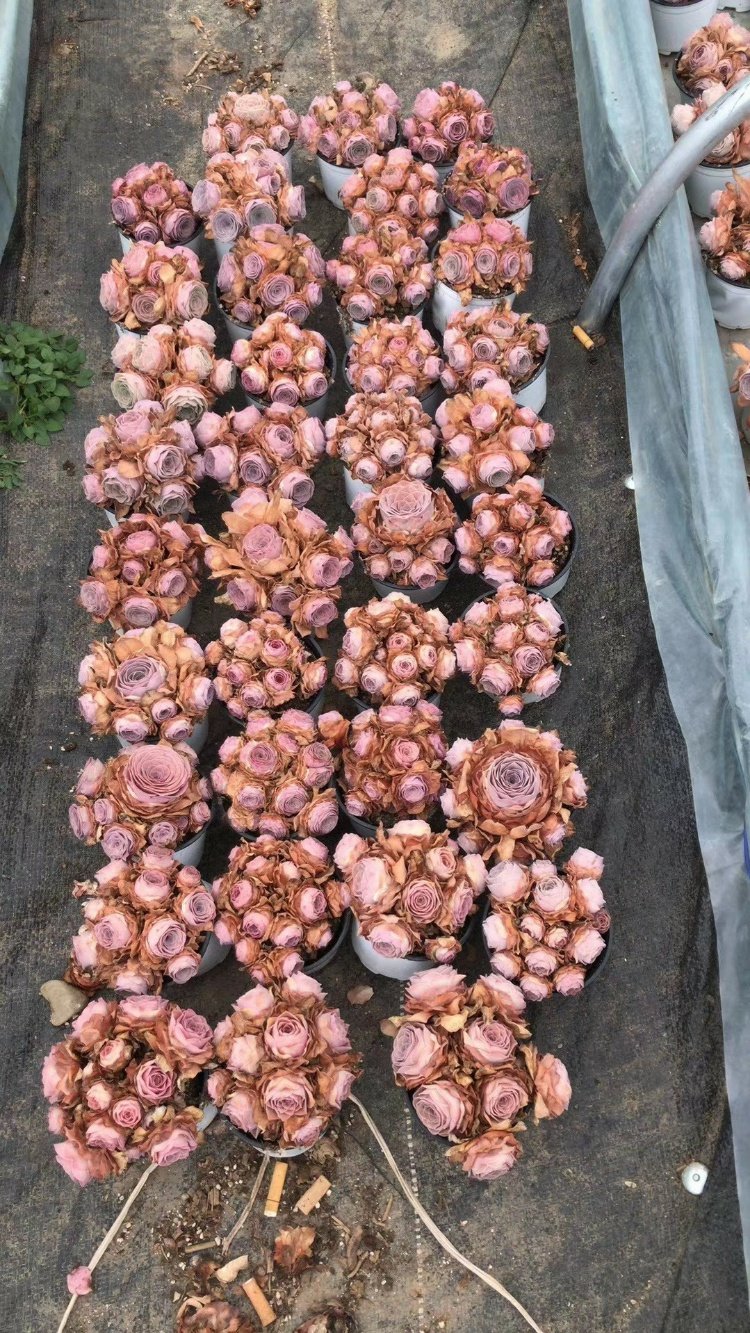 潘多拉群多肉植物贵货山地玫瑰粉耶罗多头老桩一物一拍 潘多拉8-9头