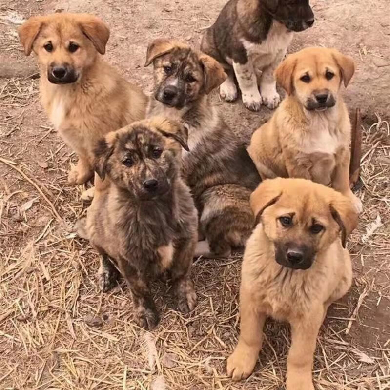荣郁土狗活物活体本地土狗农村狗看家护院土狗苗幼崽幼犬大型土狗苗仔