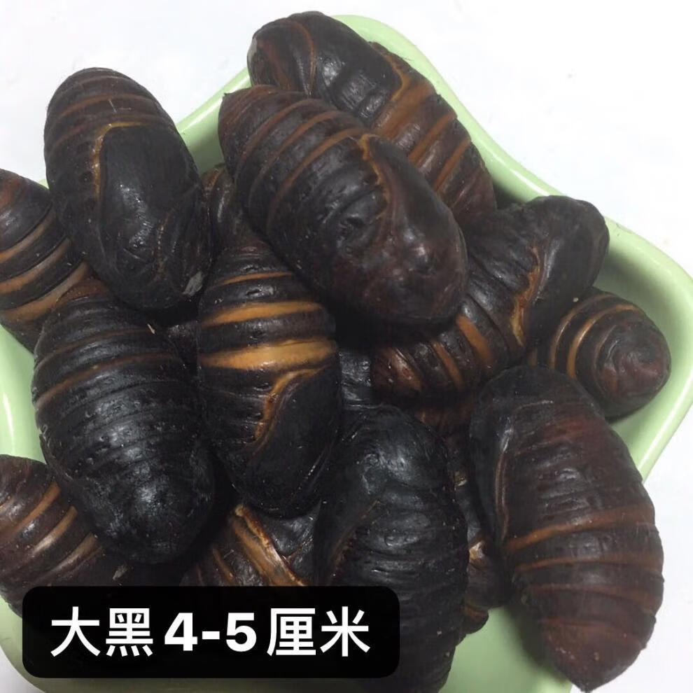 营口直发东北特产野茧蛹大黄蛹柞蚕蛹蝉蛹2021年新鲜活蚕蛹1斤二黄34