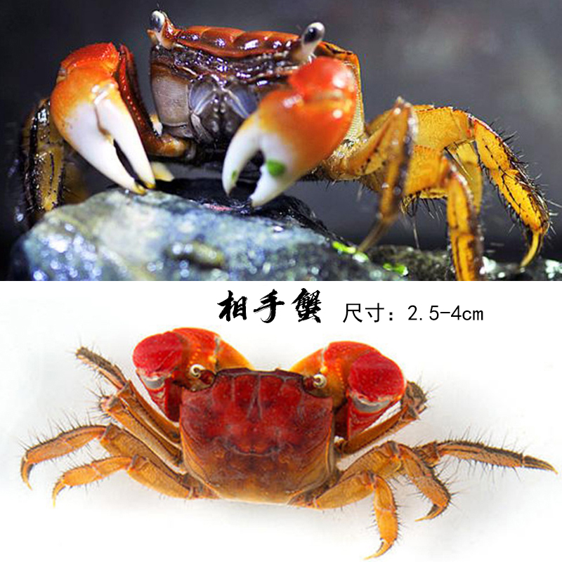 迷你蟹辣椒蟹活體寵物螃蟹觀賞蟹吃蟲除藻淡水蟹魚缸