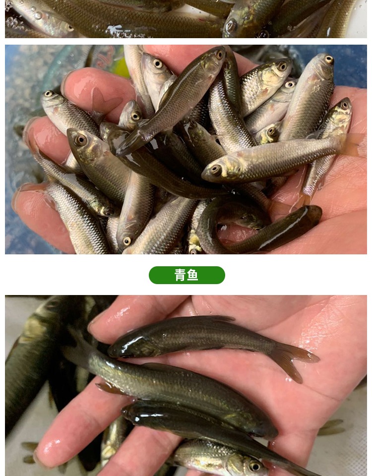 草鱼苗小鱼苗10厘米淡水活鱼半斤一斤大养殖20公分食用重庆鱼苗 草鱼