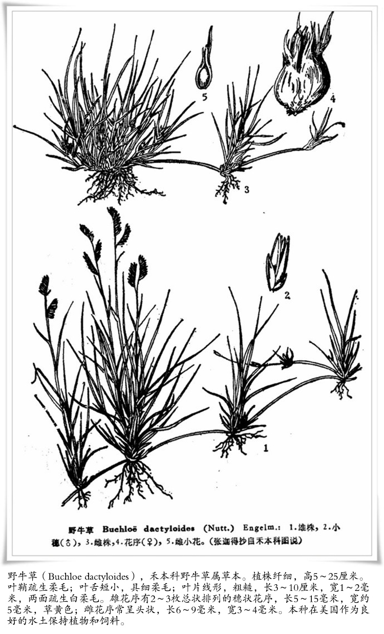 野牛草籽草坪草种籽矮生野牛草种子四季长青耐旱耐寒草平野牛草种子净