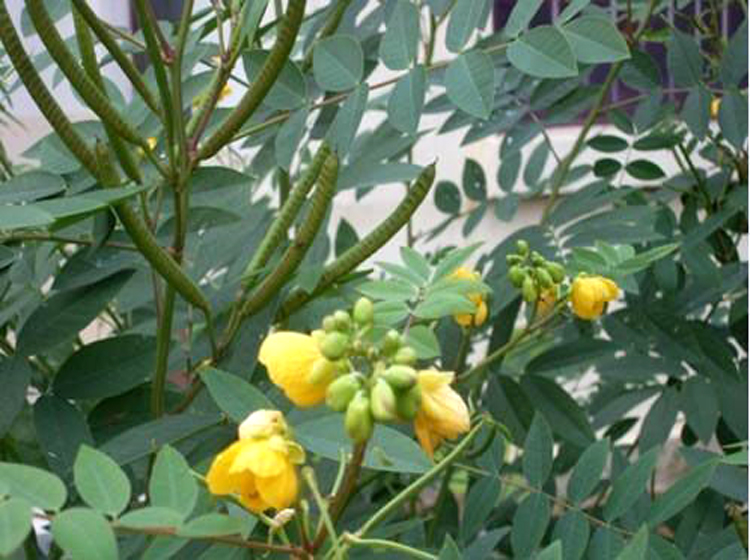 驱蛇奇花驱虫驱蚊草灭蛇草蛇灭门种子 庭院阳台盆栽四季种植杭情