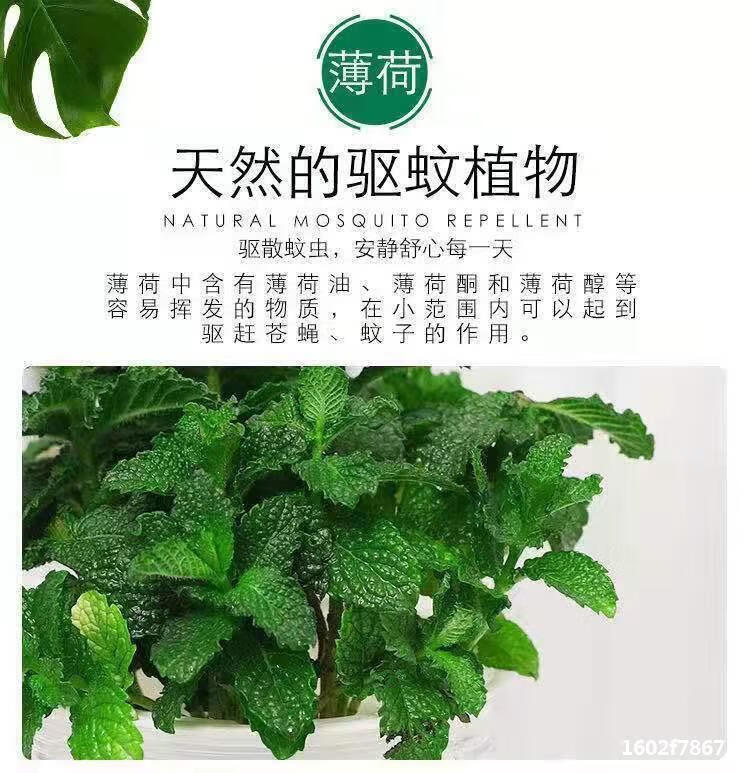 采缇886柠檬薄荷盆栽 薄荷苗净化空气水培室内清香 薄荷盆栽2颗+吸水盆
